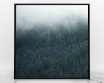 Foggy Pines - Evergreen Fog, Mountain Haze, Dark Forest, Canvas or Print photography