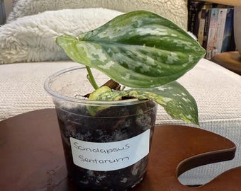 Scindapsus Sentarum - Etsy