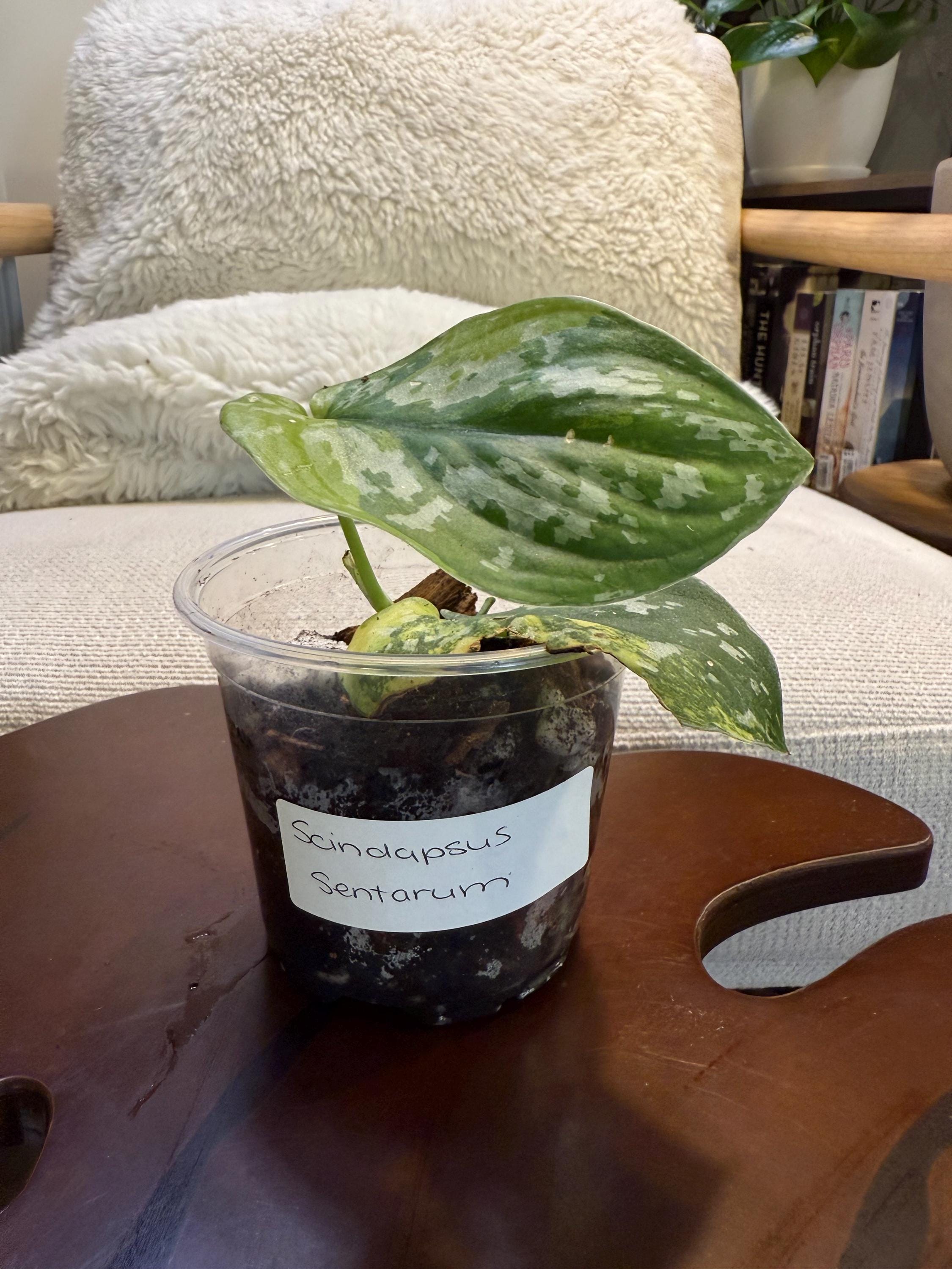Scindapsus Sentarum - Etsy