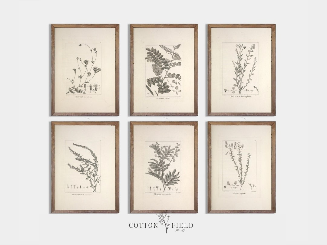 Vintage Botanical Printable Set of 6 Printable Botanical Set - Etsy Vintage Botanical Printable Set of 6  Printable Botanical Set... 