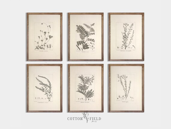 Vintage Botanical Printable Set of 6 Printable Botanical Set - Etsy