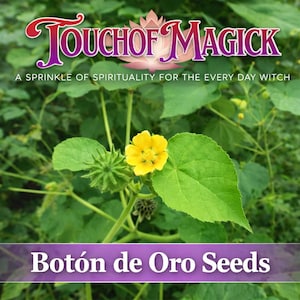 Puede incluir: Imagen de una flor amarilla con hojas verdes y una vaina de semillas. El texto "Touch of Magick" está en la parte superior, con "A Sprinkle of Spirituality for the Every Day Witch" debajo. El texto "Botón de Oro Seeds" está en la parte inferior.