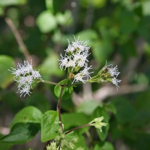 Abre Camino | 10+ Seeds | Koanophyllon Villosum | Florida Keys Thoroughwort | Please Read Description! | Road Opener | Santeria | Hoodoo