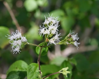 Abre Camino | 10+ Seeds | Koanophyllon Villosum | Florida Keys Thoroughwort | Please Read Description! | Road Opener | Santeria | Hoodoo