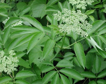 Sauco | Elderberry | Fresh Herb Cuttings | Sambucus Nigra | Used for Spiritual Cleansings, Remove Negative Energy & Protection | Santeria |