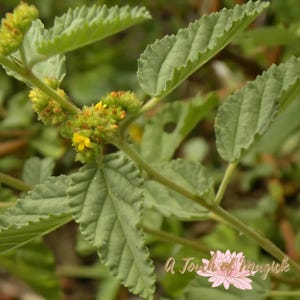 Malva Blanca | 10+ Seeds | Waltheria Indica | Sleepy Morning | Uhaloa | Traditional Herb | Medicinal | Santeria