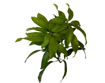 Mango Leaves Fresh Herb Cuttings - Powerful Herb used to Remove Negative Energy