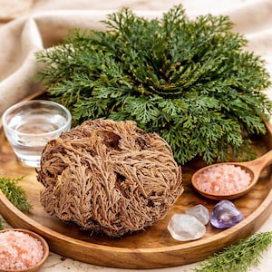 Rose of Jericho | Resurrection Flower | Traditionally Used for Blessing, Rid of Bad Luck, Negativity, Protection, Purification, & Prosperity