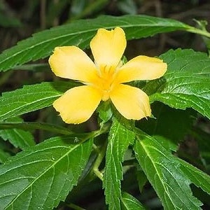 Marilope | Gelbe Erle (Turnea Ulmifolia) getrockneter Kräuterschnitt - Wird für Anziehungskraft, Eroberungen und spirituelle Reinigungen verwendet - Traditionell