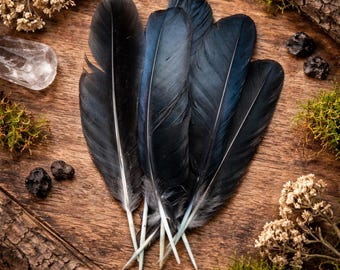 Pluma de cuervo inglesa / Solo 1 pluma / Herramientas de brujería / Hoodoo / Santería / Vudú / Psíquico / Pagano / Suministros para hechizos