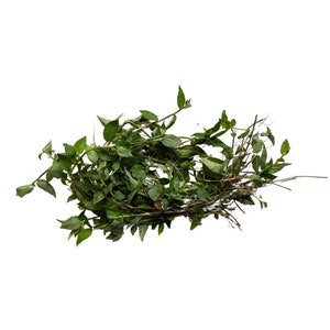 Canutillo | Dried Herb Cut | Commelina Elegans | Whitemouth Dayflower | Used for Cleansings & Spiritual Purifications | Santeria |