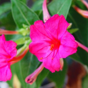 Maravilla Plant Dried Herb Cut - Powerful Herb used for Love or Cleanse the Home to Refresh