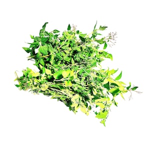 Abre Camino (Road Opener) Dried Herb Cut