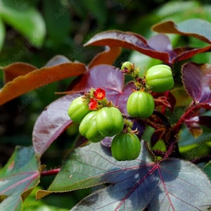 Tua Tua | 5+ Seeds | Jatropha Gossypiifolia | Belly-Ache Bush | Powerful Herb for Cleansing & Removing Negative Energy | Santeria | Hoodoo