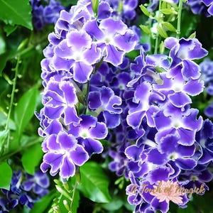 Celosa Cimarrona | No Me Olvides | Dried Herb Cut | Santeria | For Baths, Home & Spiritual Cleansing | Ewe | Lukumi | Voodoo | Hoodoo