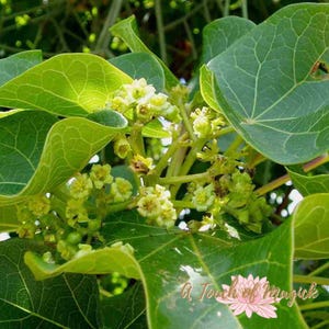 Piñon de Botija | Dried Herb Cut | Santeria | For Baths, Home & Spiritual Cleansing | Ewe | Lukumi | Voodoo | Hoodoo