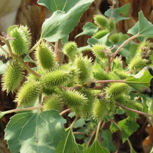 Guisazo de Caballo | Coquelets | Xanthium | séchée | Herbes traditionnelles | Santéria | Yoruba |