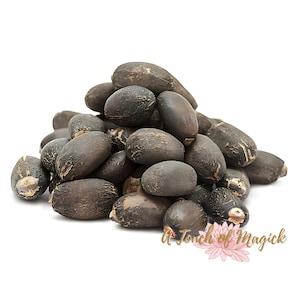 Piñon de Botija | 4+ Seeds | Jatropha Curcas | Physic Nut | Santeria | Hoodoo