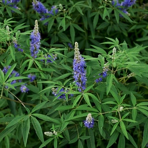 Vencedor | Lilac Chaste Tree (Vitex Agnus-Castus) Fresh Herb Cuttings - Used for Success, Prosperity, Spiritual Cleansings, Good Luck