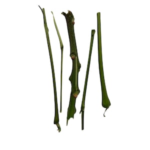 Paraiso-sticks - gebruikt voor liefde, geld, obstakels breken en welvaartsspreuken - bevat 0,2 ounces - traditionele santeria