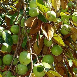 Caimito | Star Apple | Chrysophyllum Cainito | Dried Herb Cut Leaves | Spiritual use for Justice in Legal Matters, Changes Roads |