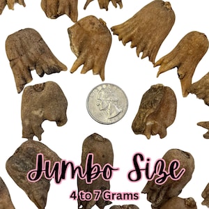 100% AUTHENTIC | Lucky Hand Root | Sahlep Root | Orchis Mascula | RARE | Good Luck, Prosperity & Wealth | Hoodoo Root | 1 Root ONLY