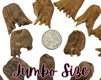 100% AUTHENTIC | Lucky Hand Root | Sahlep Root | Orchis Mascula | RARE | Good Luck, Prosperity & Wealth | Hoodoo Root | 1 Root ONLY