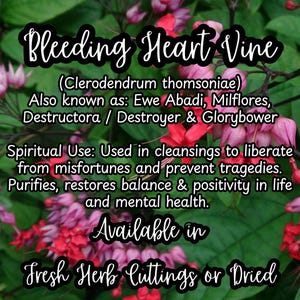 Ewe Abadi | Milflores | Bleeding Heart Vine | Glorybower | Dried Herb Cut | Dried Herb | Cleansing, Restoring Balance and Positivity