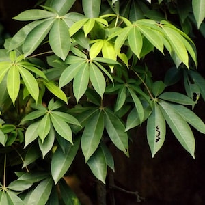 Folhas de Ceiba (Kabok) cortadas em pedaços - Erva poderosa usada para remover energia negativa