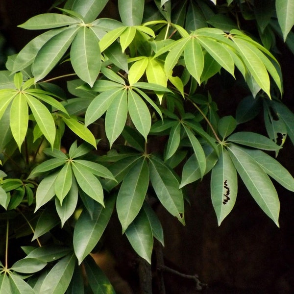 Ceiba (Kabok) Leaves Fresh Herb Cuttings - Powerful Herb used to Remove Negative Energy