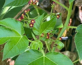 Tuatua | Belly Ache Bush | Jatropha Gossypiifolia | Fresh Herb Cuttings | Used in Cleansings to Remove Negative Energy & Spiritual Parasites