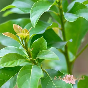 Aguacate (Avocado) Leaves Dried Herb Cut - Powerful Herb used for Healing and Love