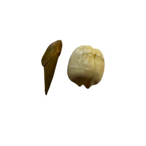Radice di Adamo ed Eva / 100% autentico / 1 paio / Utilizzato per amore, passione e lealtà / Da utilizzare in bottiglie di incantesimi, sacchetti Mojo e oli / Erbe delle streghe