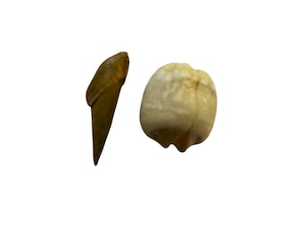 Adam & Eve Root | 100% Authentic | 1 Pair | Used for Love, Passion, and Loyalty | Use in Spell Bottles, Mojo Bags, and Oils | Witch Herbs