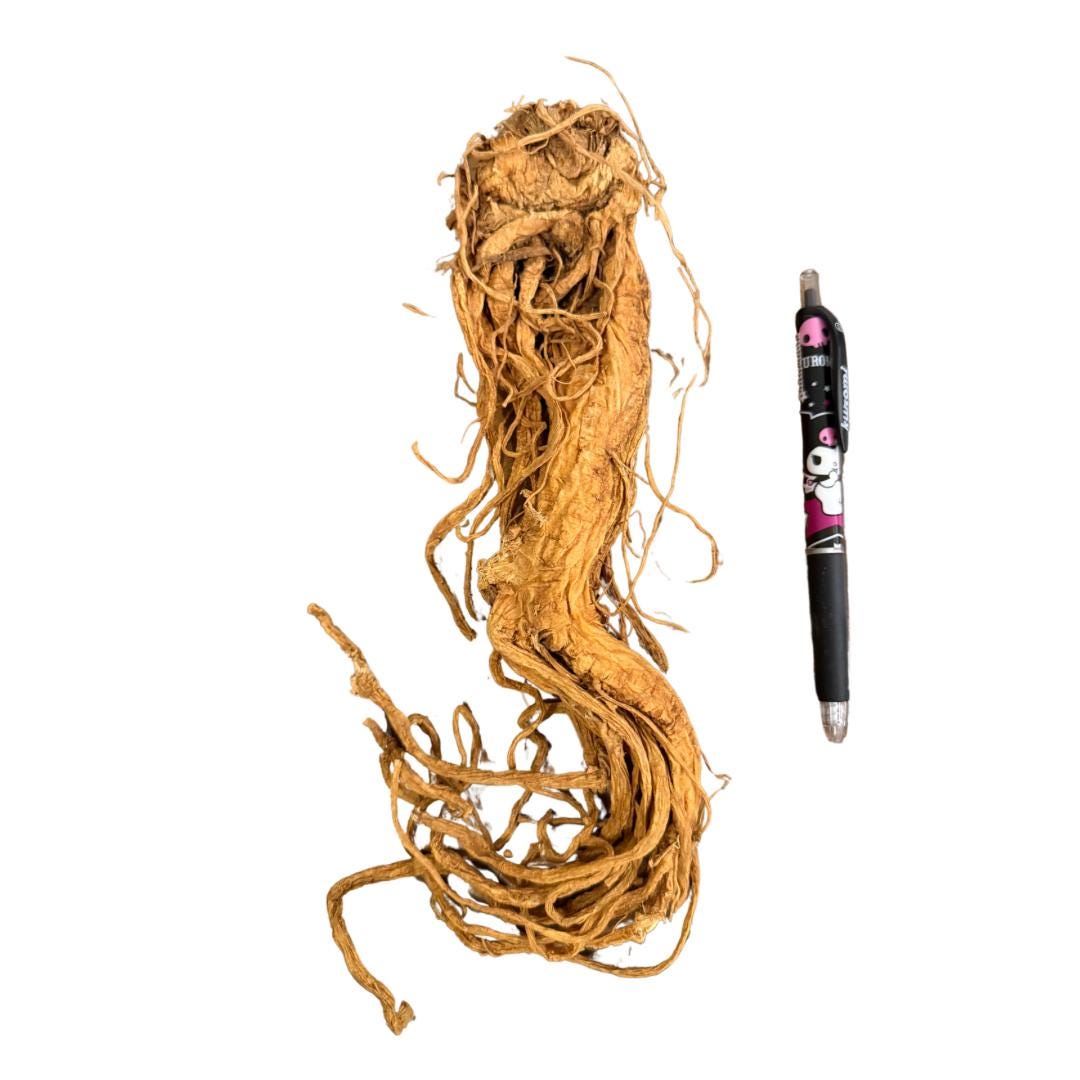 Master Root | Whole Root | Varied Sizes | Hoodoo | Voodoo | Wicca ...
