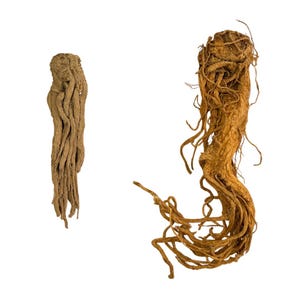 Master Root | Whole Root | Varied Sizes | Hoodoo | Voodoo | Wicca | Powerful Root for Increasing Power, Intution, Wealth, Prosperity, & Love