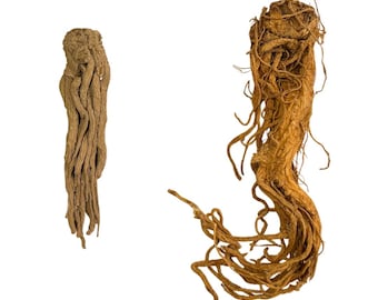 Master Root | Whole Root | Varied Sizes | Hoodoo | Voodoo | Wicca | Powerful Root for Increasing Power, Intution, Wealth, Prosperity, & Love