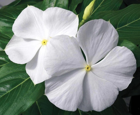 Vicaria / Vinkle Vinca Rosea Alba Esquejes de hierbas - Etsy España Vicaria / Vinkle Vinca Rosea Alba Esquejes de hierbas - Etsy España
