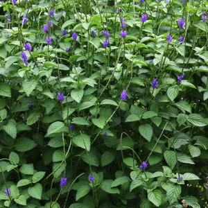 Verbena / Vervain Dried Herb Cut - Used in Love, Prosperity, Protection, Money Drawing and Powerful Herb against Black Magic