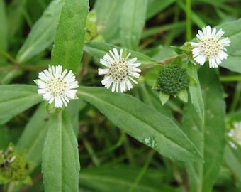 Espanta Muerto Seeds | False Daisy | Eclipta Prostata | Eclipta Alba | Bhringraj | Yerba de Tago