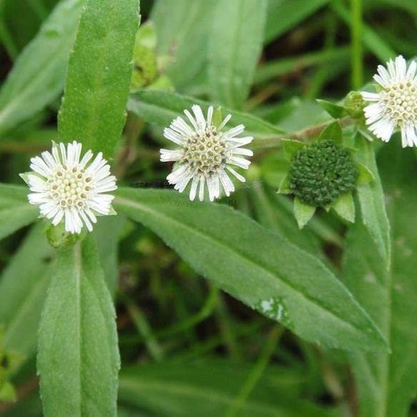 Espanta Muerto Seeds | False Daisy | Eclipta Prostata | Eclipta Alba | Bhringraj | Yerba de Tago