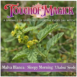 Boldo Seeds - Etsy Canada