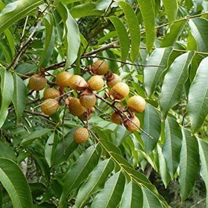 Jaboncillo | 3+ Seeds | Sapindus Marginatus | Soapberry | Ewe Bana | Santeria | Hoodoo