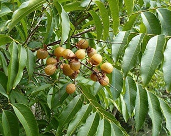 Jaboncillo | 3+ Seeds | Sapindus Marginatus | Soapberry | Ewe Bana | Santeria | Hoodoo