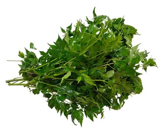 Paraiso (Paradise) Fresh Herb Cuttings - Powerful used for Love & Lust as well as for Money Drawing Spells. Great herb to remove negativity