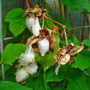 Algodon | Gedroogd kruid | Santeria | Voor baden, huishoudelijke en spirituele reiniging | Ooi | Lukumi | Voodoo | Hoodoo: