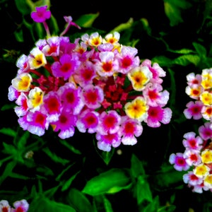 Rompe Camisa / Lantana Dried Herb Cut - Powerful Herb used to Remove Negativity & for Cleansings