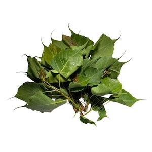 Alamo Dried Herb Cut - Powerful Herb used for Protection