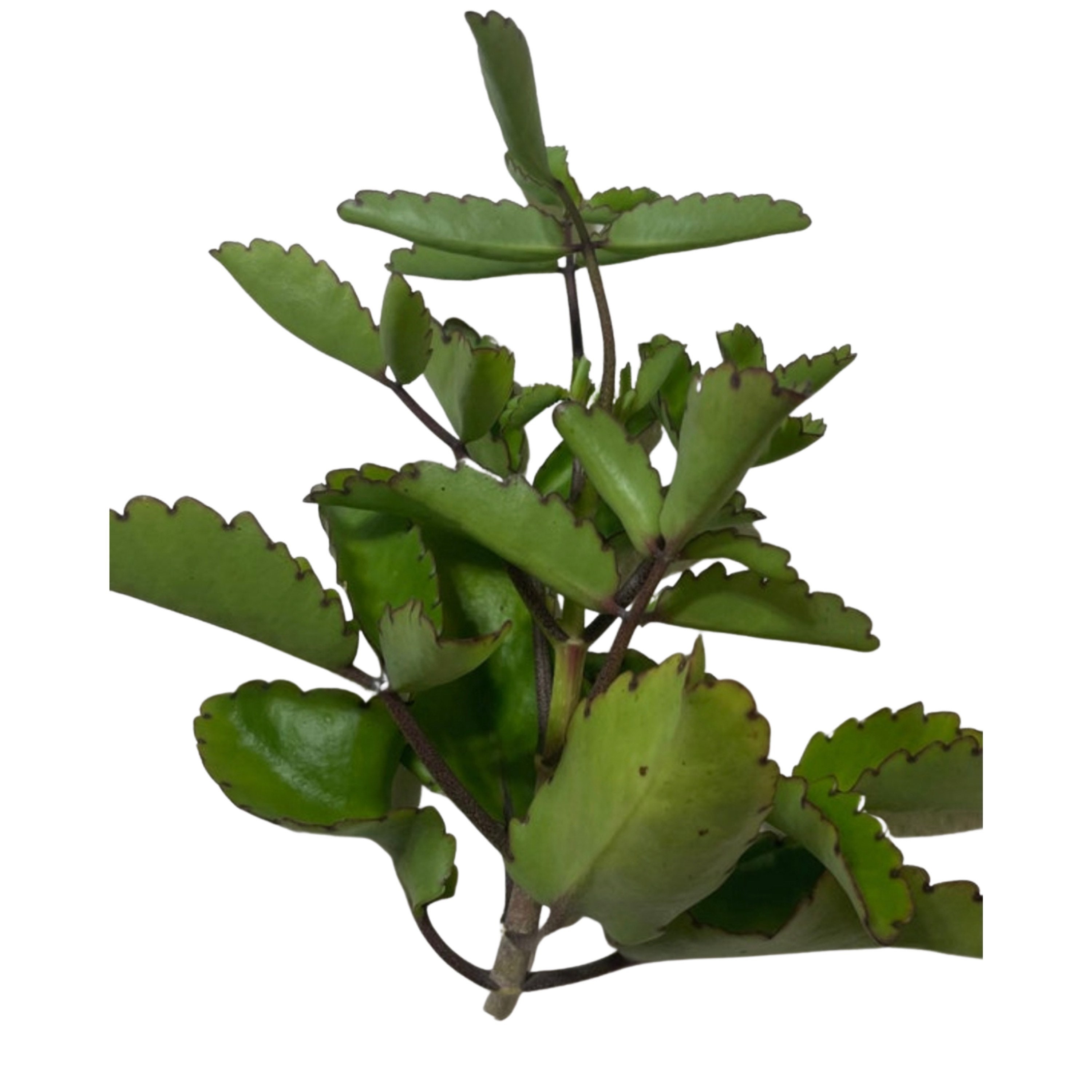 Buy Prodigiosa / Siempre Viva leaf of Life Kalanchoe Herb Used Online in  India - Etsy