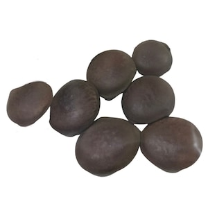 Graines Salvadera | Hura Crepitans | 5 graines au total | Arbre bac à sable | Utilisé pour la protection et les sorts de guérison et de bien-être